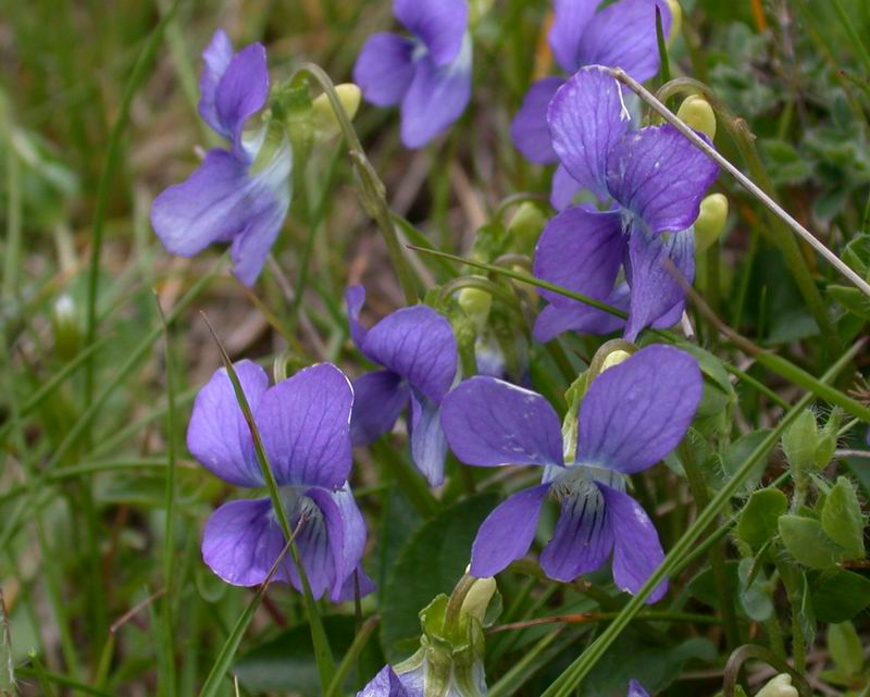 Viola riviniana